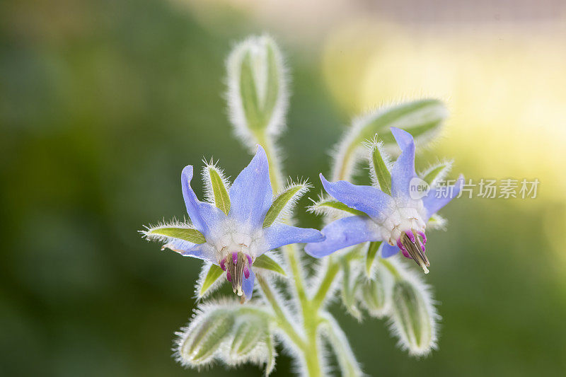 琉璃苣(Borago officinalis)